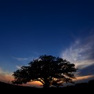 Sunset Oak